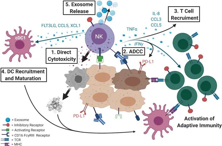 免疫学权威杂志：NK细胞功能障碍是肿瘤复发和转移的关键因素！(图1)