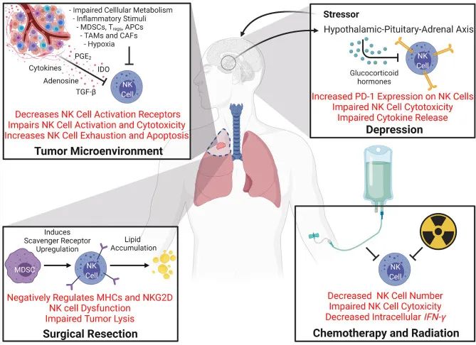 免疫学权威杂志：NK细胞功能障碍是肿瘤复发和转移的关键因素！(图3)