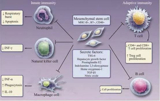干细胞成为调节免疫抵抗炎症的“新宠儿”(图2)