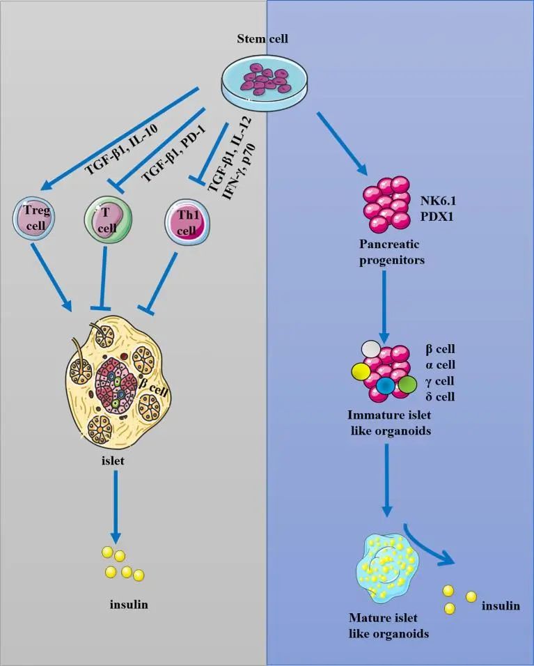 间充质干细胞是“安全细胞”！研究证实：间充质干细胞治疗I型糖尿病有效(图2)