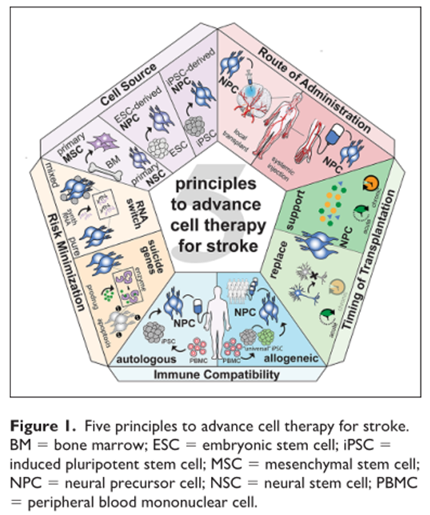 干细胞可以修复大脑损伤！科学家提出5个应用原则(图2)