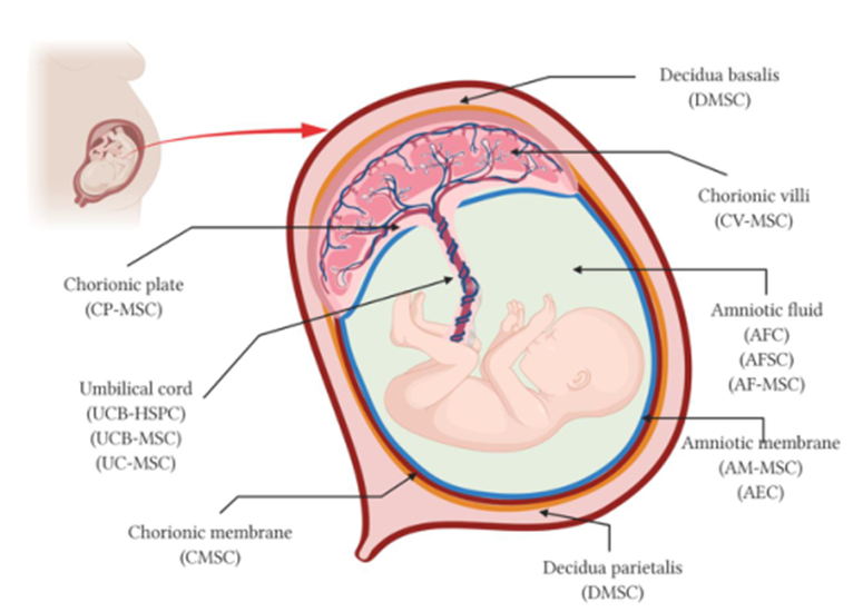 期刊新综述：胎盘是最有前途的再生医学细胞来源之一(图3)