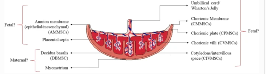 【研究证实】胎盘间充质干细胞：治疗糖尿病足、心肌梗死等疾病的理想候选者(图3)