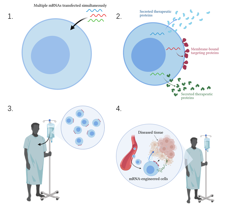 全球首次！CAR-T免疫细胞用于治疗重症肌无力，已有3名患者显著改善(图3)