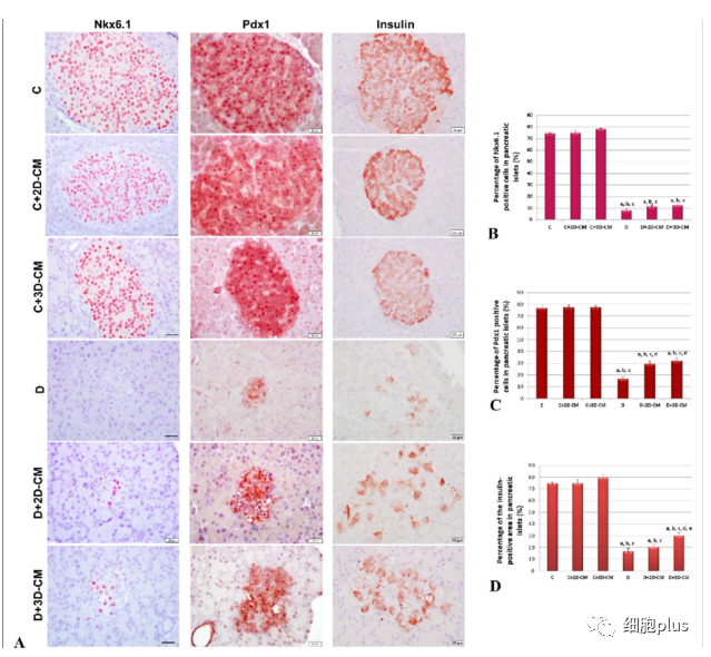 伊斯坦布尔大学证实人脐带间充质干细胞条件培养基在1型糖尿病中具有双重作用：免疫调节和β细胞再生(图3)