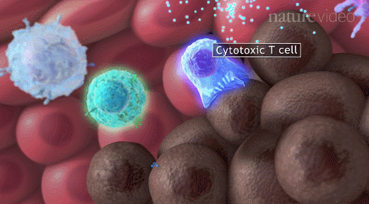 免疫系统VS新冠病毒大战：干细胞和免疫细胞帮助我们提升免疫力！(图3)