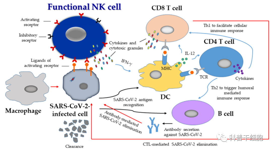 NK细胞对抵抗新冠病毒起着关键作用(图4)