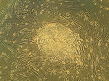 胚胎干细胞(图1)