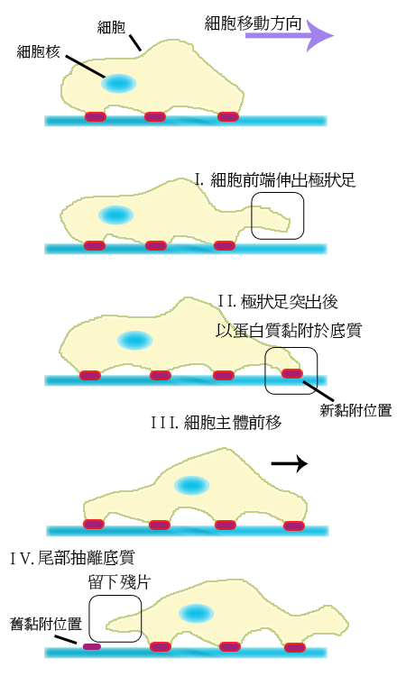 细胞迁移(图1)