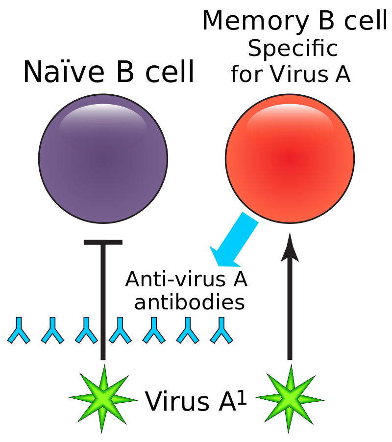 记忆B细胞(图1)
