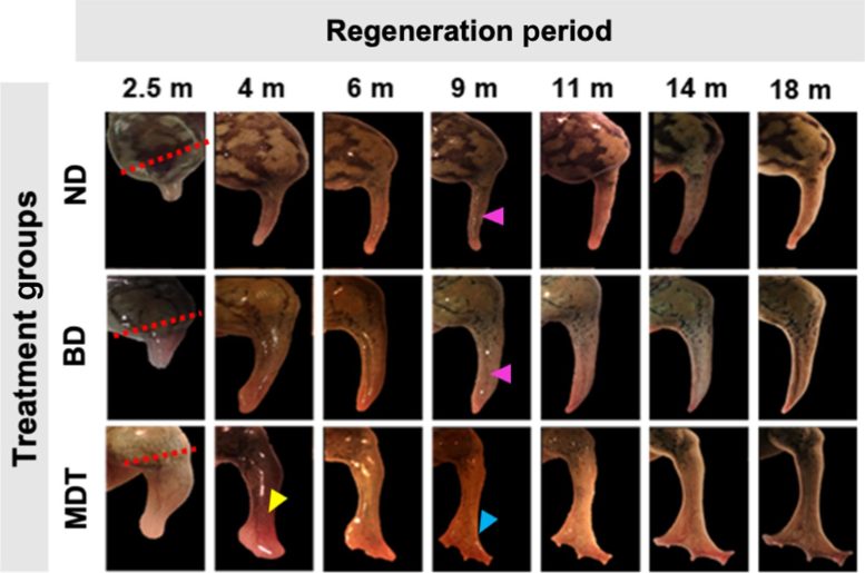 研究人员用五种药物让青蛙失去的腿重新长出来(图3)