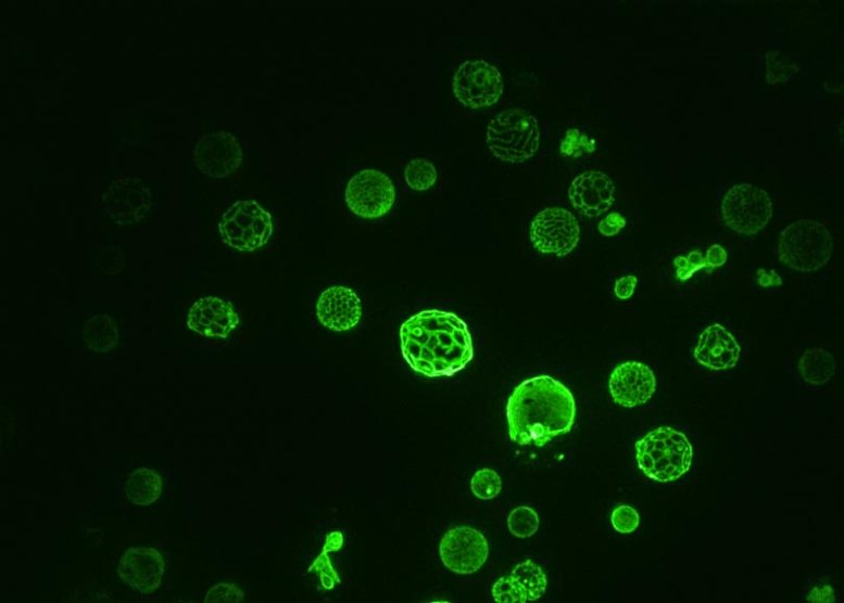 饥饿的酵母细胞是微观的活温度计(图1)