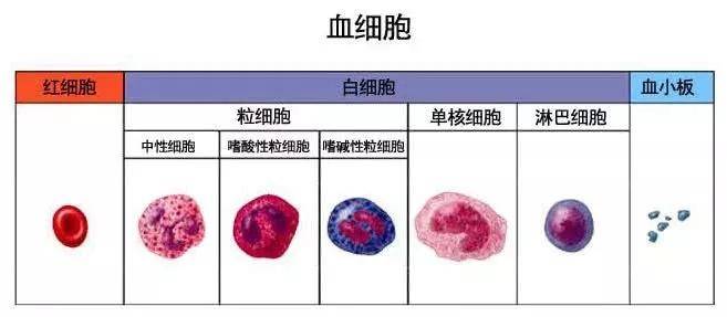 免疫细胞储存的重要性！(图3)