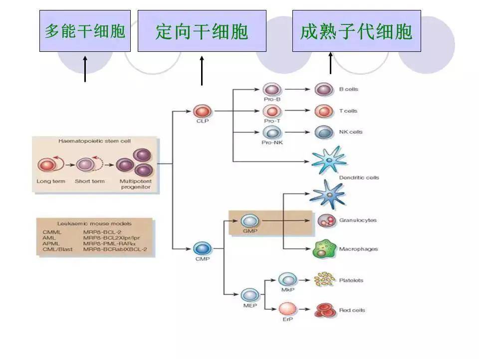 免疫细胞家族成员-NK细胞(图4)