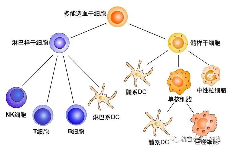为什么免疫细胞被称为是人体“最好的医生”？(图4)