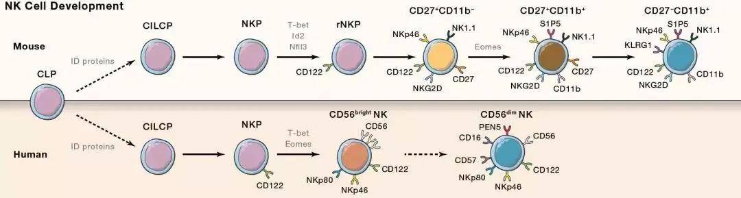 免疫细胞家族成员-NK细胞(图2)