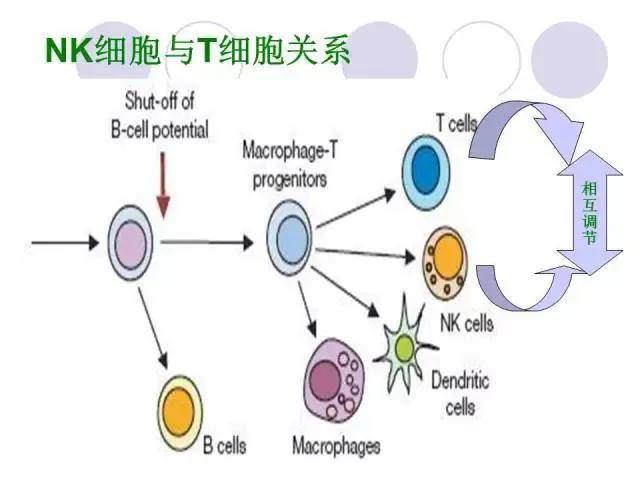 免疫细胞家族成员-NK细胞(图5)