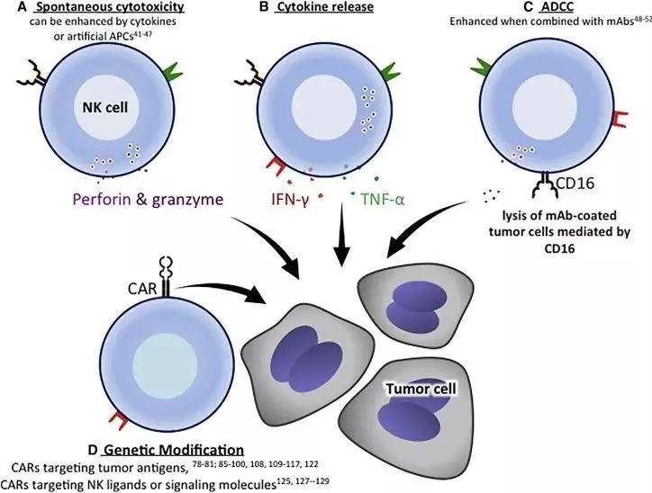 免疫细胞家族成员-NK细胞(图3)